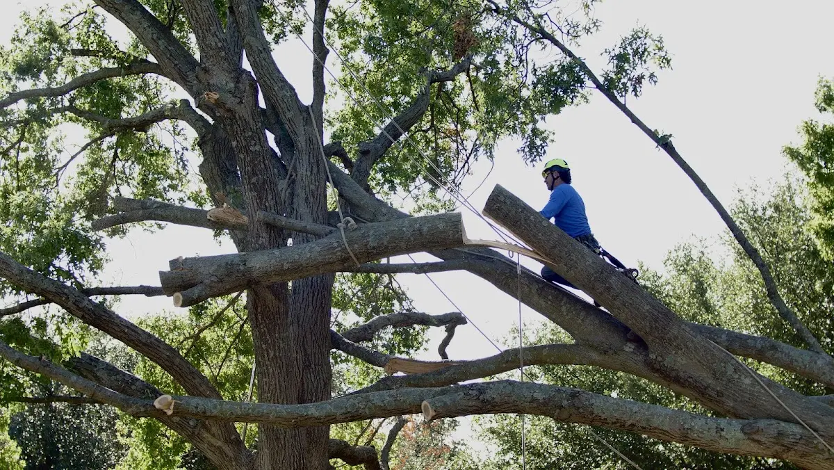Professional Hazardous Tree Removal performed by certified arborists in Saint Benedict