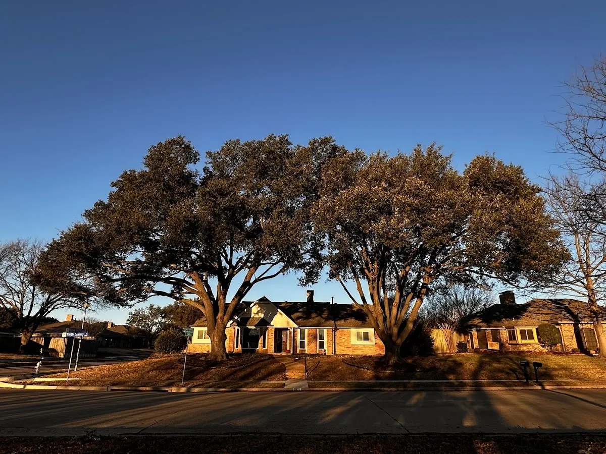 Established residential canopy tree shading a home in Saint Benedict